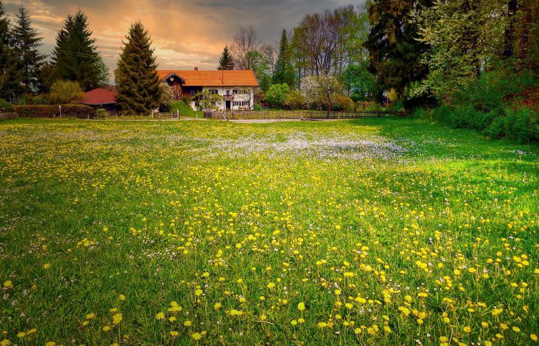 farm yard, meadow, flower meadow-4827114.jpg